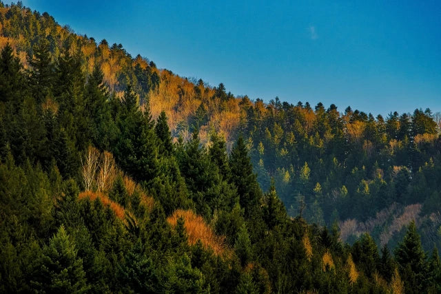 Die schönsten Wanderwege im Schwarzwald: Natur pur erleben