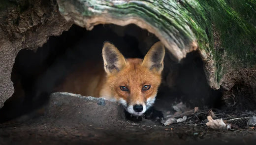 Tiere im deutschen Wald: Diese Wildtiere leben in unseren Wäldern