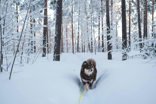 Winterwandern: Die besten Tipps und schönsten Winterwanderwege