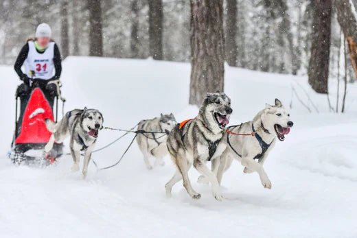 Chuck Sled Racing Dog sled racing: Fascinating winter sport with tradition – Petromax