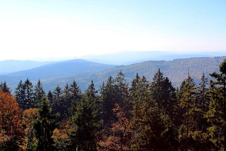 Die schönsten Wanderungen in Hessen: Entdecke märchenhafte Wanderwege durch Weinberge, Schlösser und Mittelgebirge